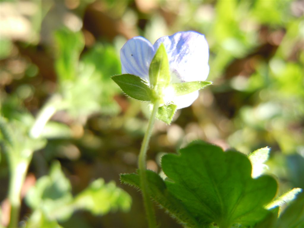 Fiorellini blu - Veronica persica